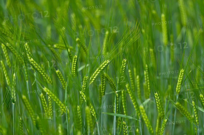 Grainfield with immature ears of Barley (Hordeum vulgare)