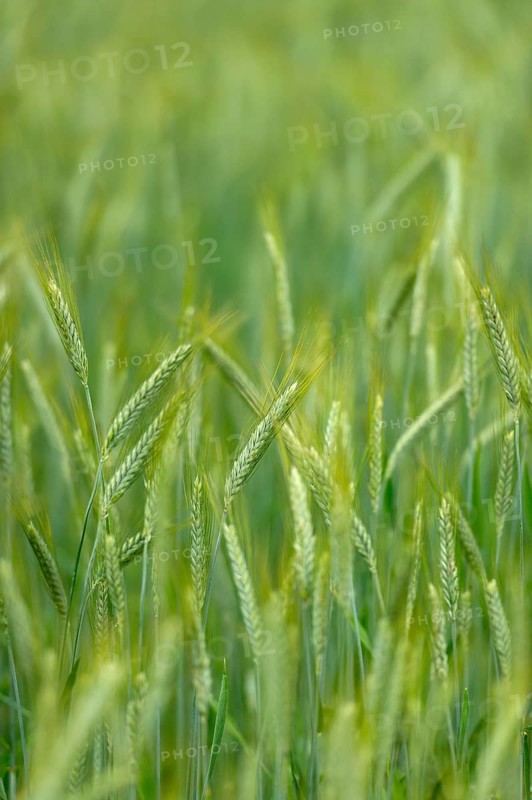 Grainfield with immature ears of Rye (Secale cereale)