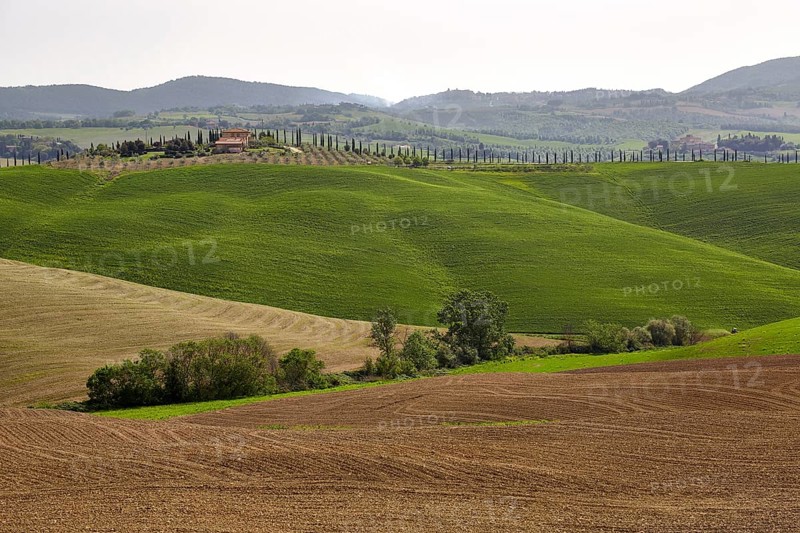 Hilly landscape of the Crete Senesi region