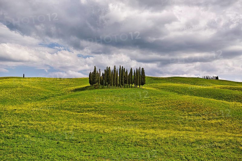 Group of cypress trees on a hilly field