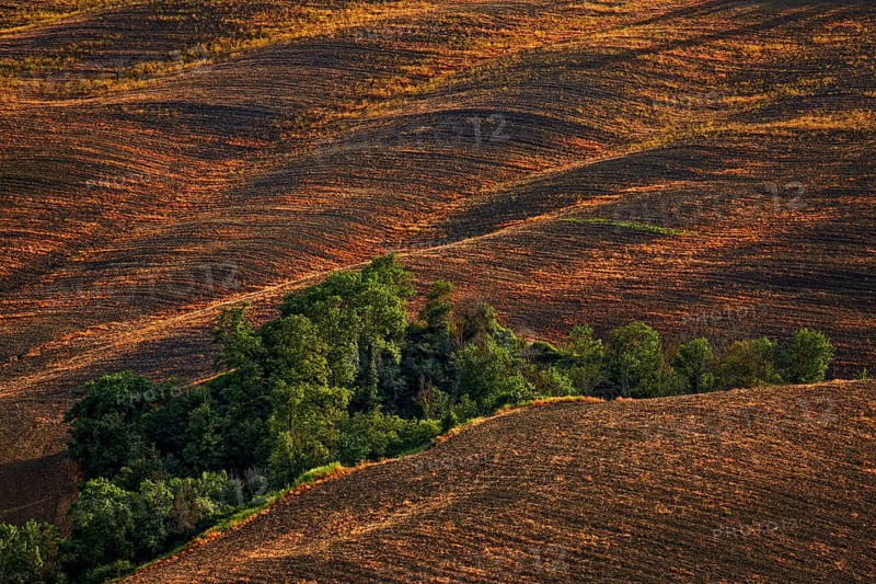 Fallow field with a ditch where trees are growing