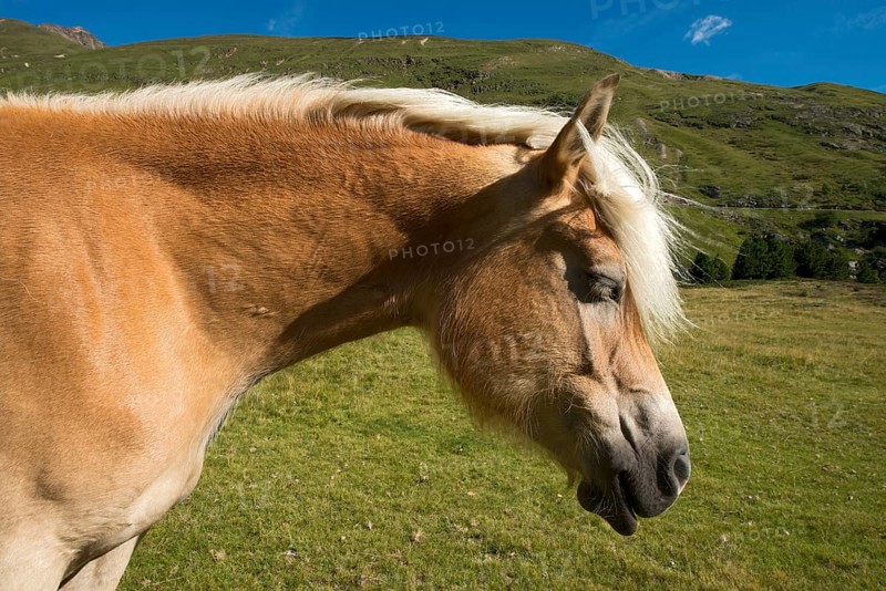 Tyrolean Haflinger horse