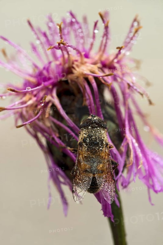 Hoverfly