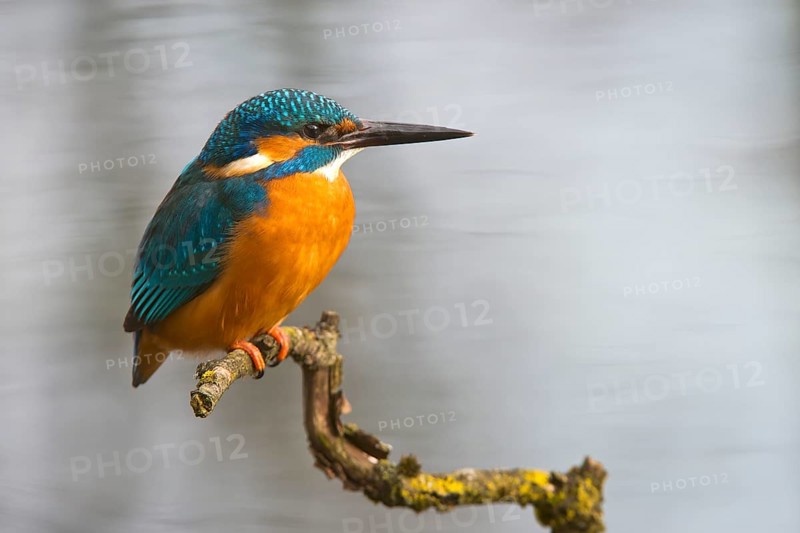 Kingfisher (Alcedo atthis)