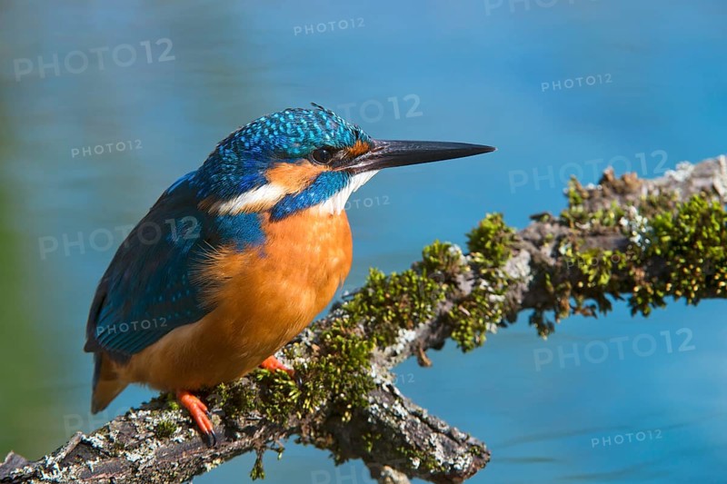 Kingfisher (Alcedo atthis)