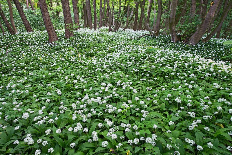 Ramsons or Wild Garlic (Allium ursinum)