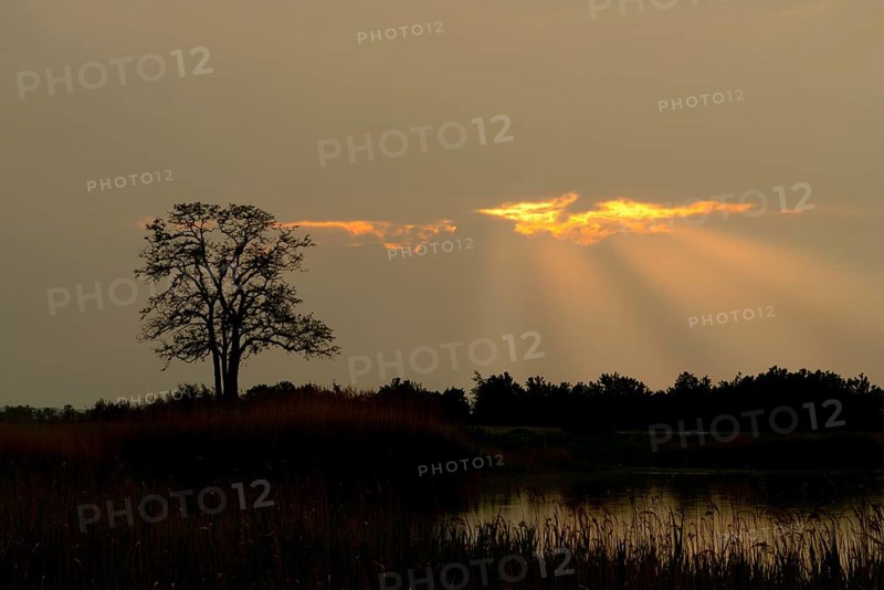 Silhouette of a tree at sunset