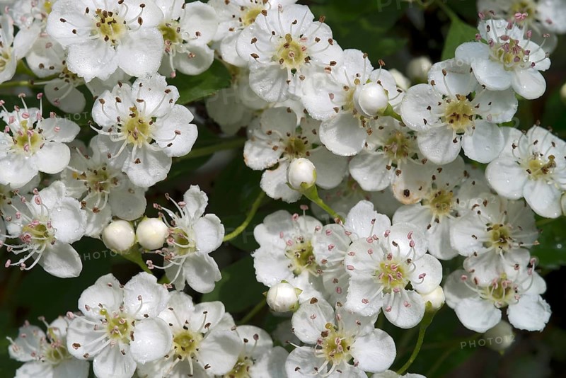 Common Hawthorn or Single-seeded Hawthorn (Crataegus monogyna)