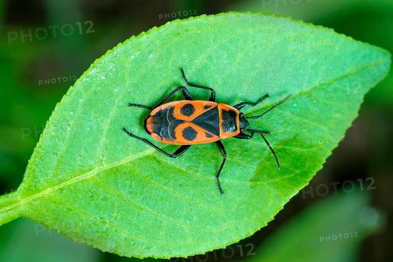 Firebug (Pyrrhocoris apterus)