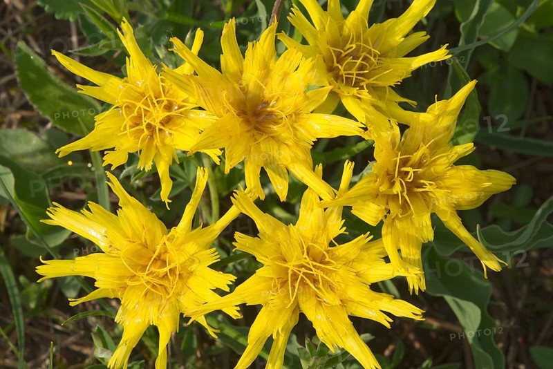 Black Salsify