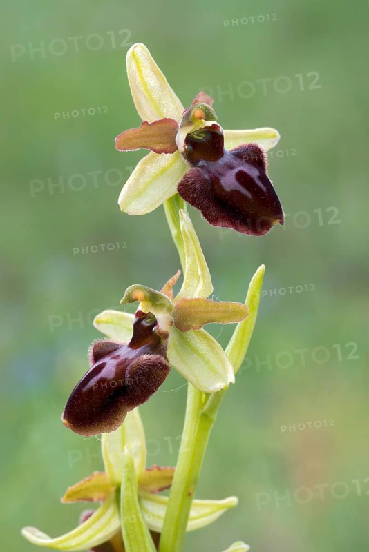 Early Spider Orchid (Ophrys sphegodes)