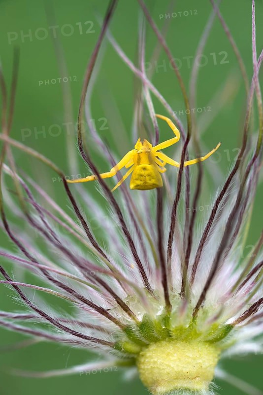 Heather Spider (Thomisus onustus)