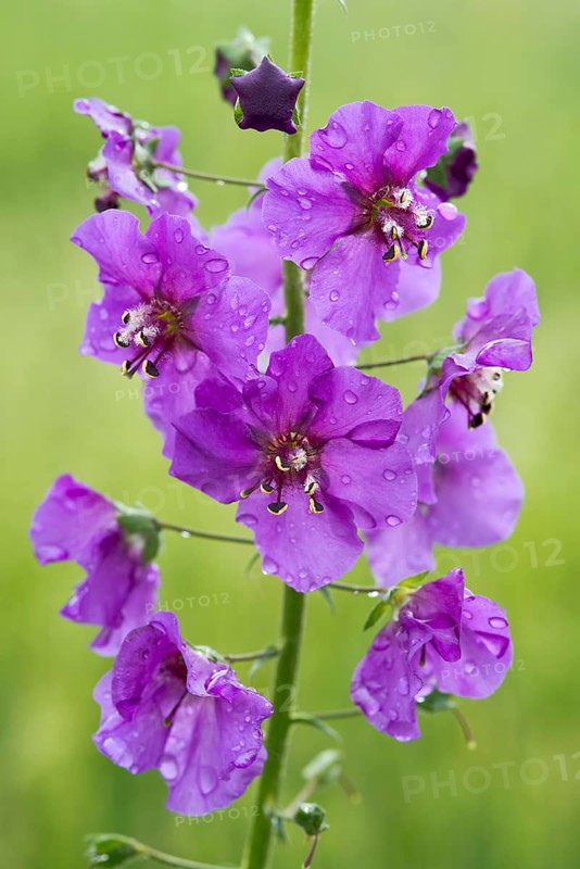 Purple Mullein (Verbascum phoeniceum)