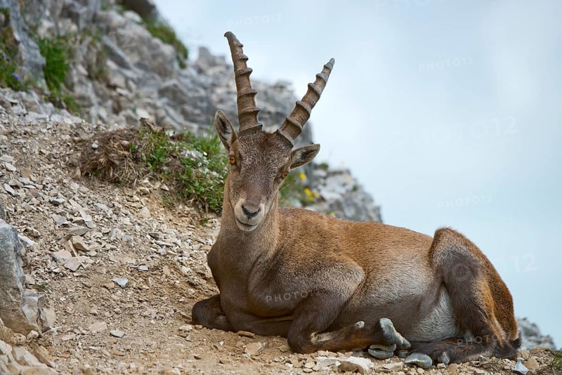Alpine Ibex or Steinbock (Capra ibex)