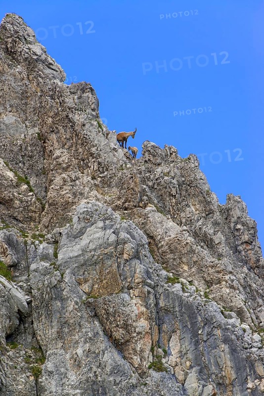 Alpine Ibex or Steinbock (Capra ibex)