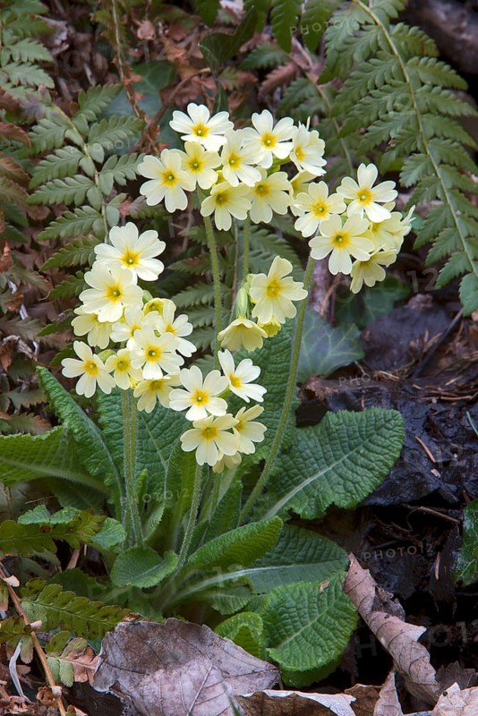 Oxlip (Primula elatior)