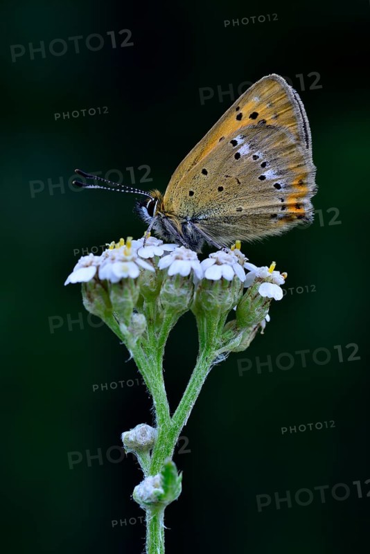 Scarce Copper (Lycaena virgaureae)