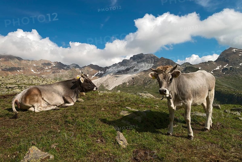 Tyrolean Grey Cattle on the Timmelsalm alpine pasture