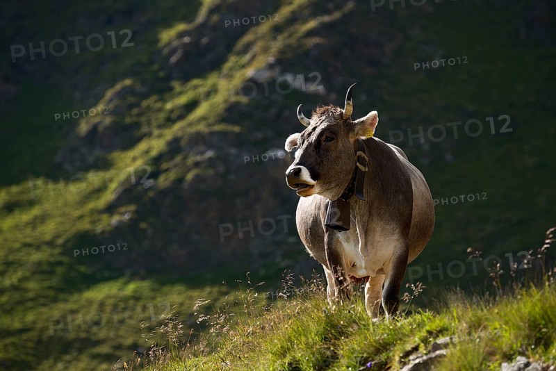 Tyrolean Grey Cattle on the Timmelsalm alpine pasture