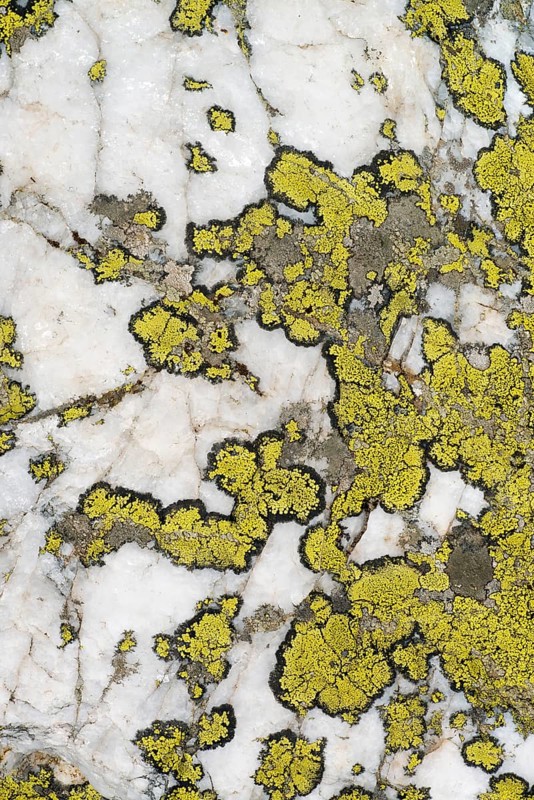 Map Lichen (Rhizocarpon geographicum)