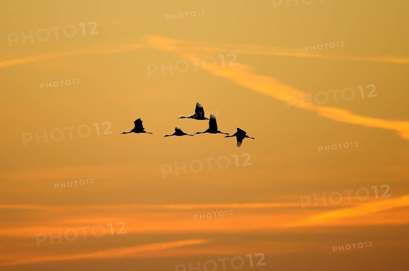 The silhouette of a flock of cranes (Grus grus) in flight at sunrise