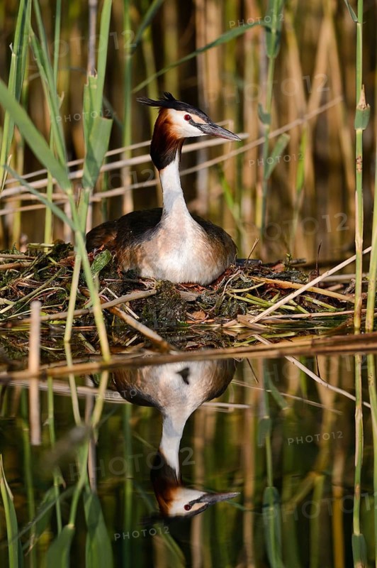 Great Crested Grebe (Podiceps cristatus) sitting on a nest