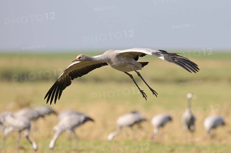 Common Crane (Grus grus)