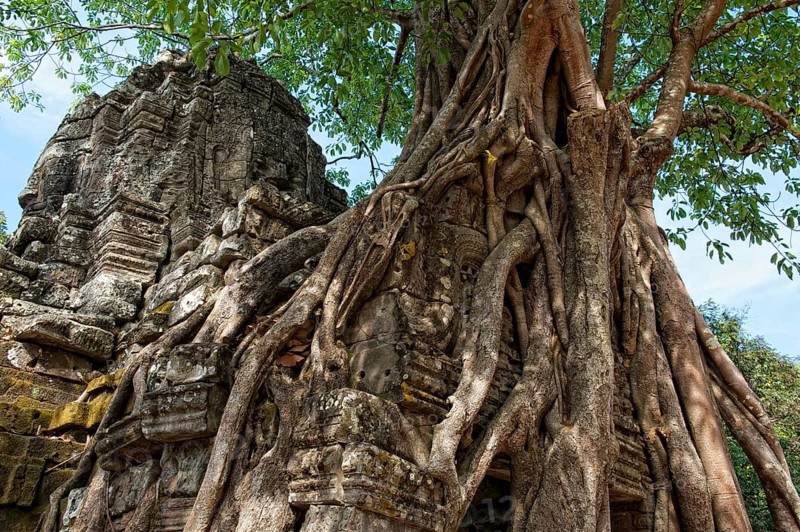 Trees growing over a gate at the temple of Ta Som
