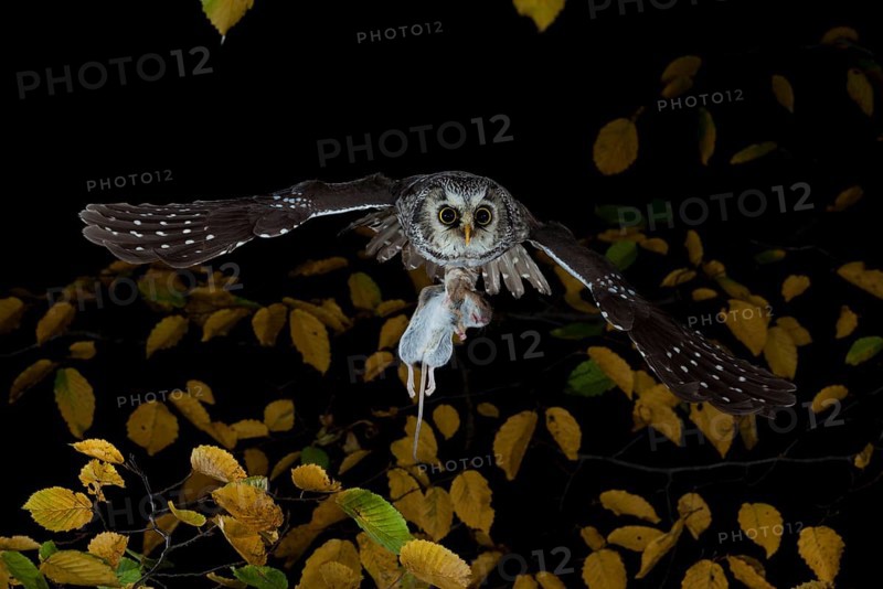 Boreal Owl (Aegolius funereus) carrying a captured yellow-necked mouse in flight