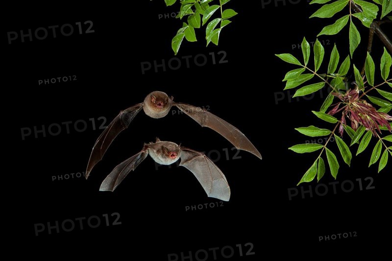 Long-fingered Bat (Myotis capaccinii) and Bent-wing Bat