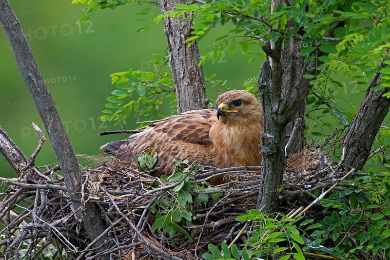 Long-legged Buzzard (Buteo Rufinus)