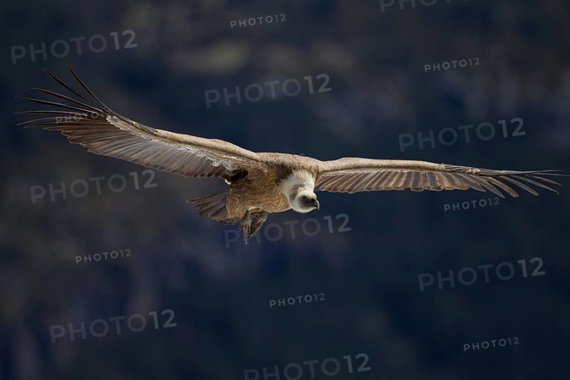 Griffon Vulture (Gyps fulvus)