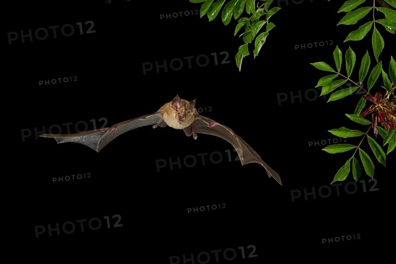 Greater Horseshoe Bat (Rhinolophus ferrumequinum) in flight
