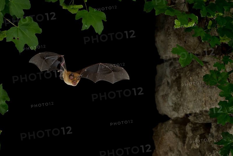 Greater Horseshoe Bat (Rhinolophus ferrumequinum) in flight