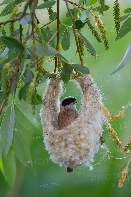 Eurasian Penduline Tit or European Penduline Tit (Remiz pendulinus)