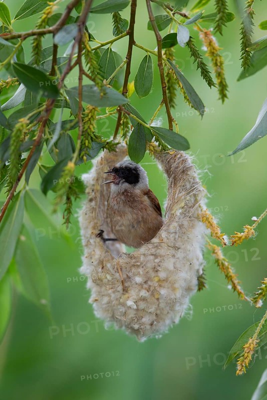 Eurasian Penduline Tit or European Penduline Tit (Remiz pendulinus)