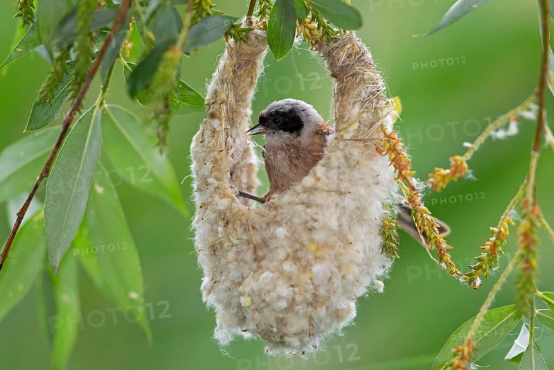 Eurasian Penduline Tit or European Penduline Tit (Remiz pendulinus)