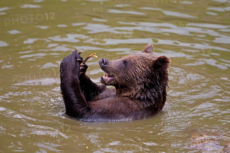Bathing Brown Bear (Ursus arctos)