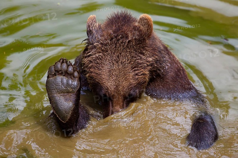 Bathing Brown Bear (Ursus arctos)