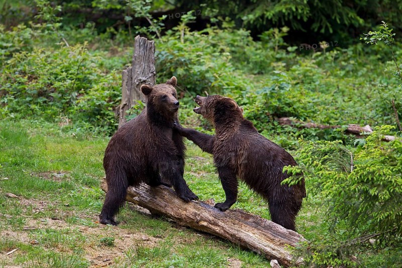 Two Brown Bears (Ursus arctos) playing