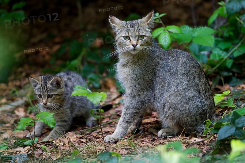 Wildcat (Felis silvestris) with kitten