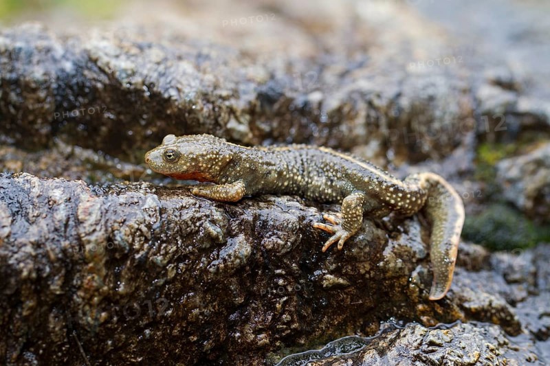 Pyrenean Brook Salamander or Pyrenean Newt (Calotriton asper)