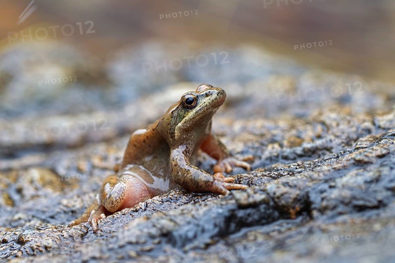 Pyrenean Frog (Rana pyrenaica)