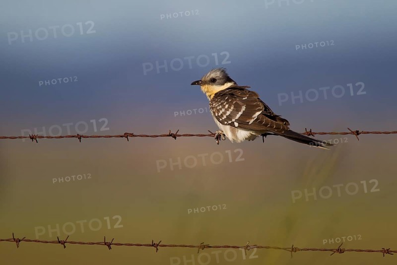 Great Spotted Cuckoo (Clamator tinnunculus) on barbed wire