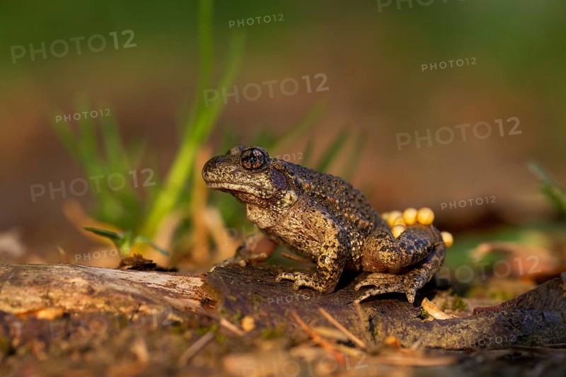 Common Midwife Toad (Alytes obstetricans)