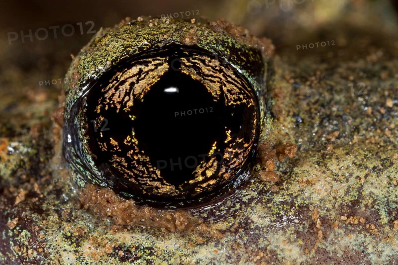 Common Midwife Toad (Alytes obstetricans)