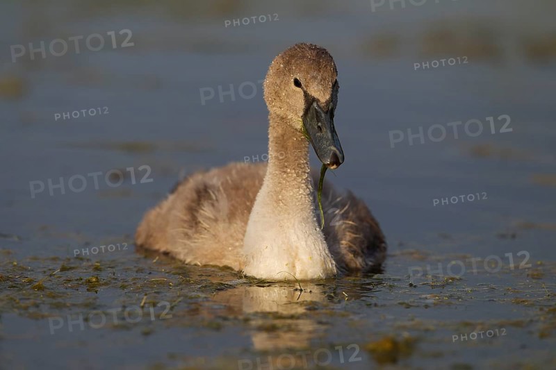 Mute Swan (Cygnus olor)