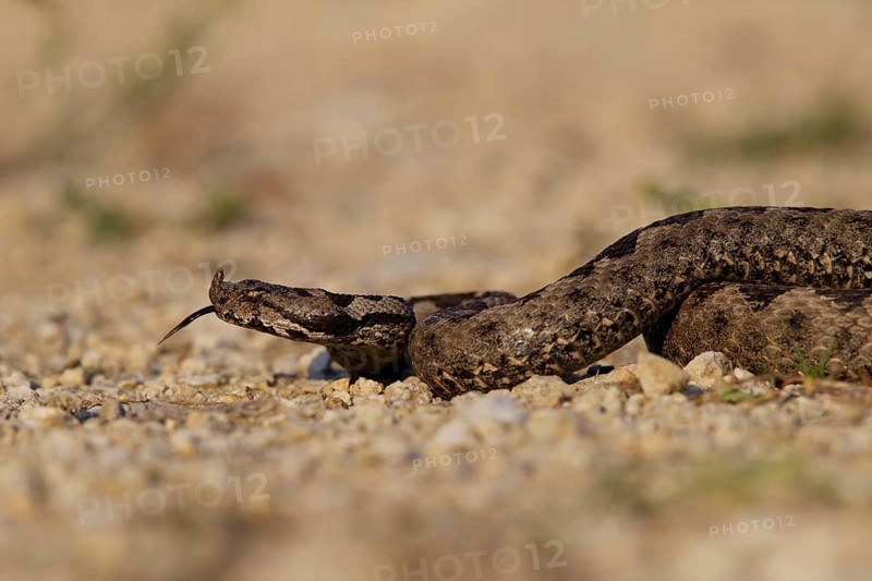 Horned Viper