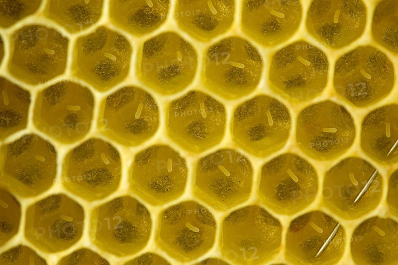 Western Honey Bees (Apis mellifera)
