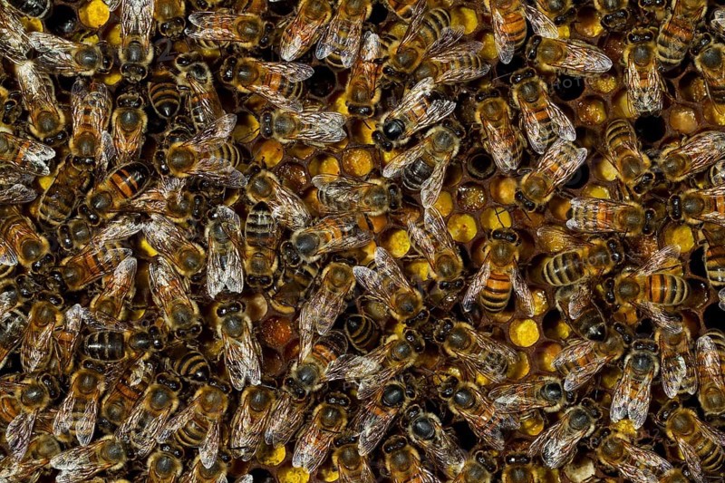 Western Honey Bees (Apis mellifera)